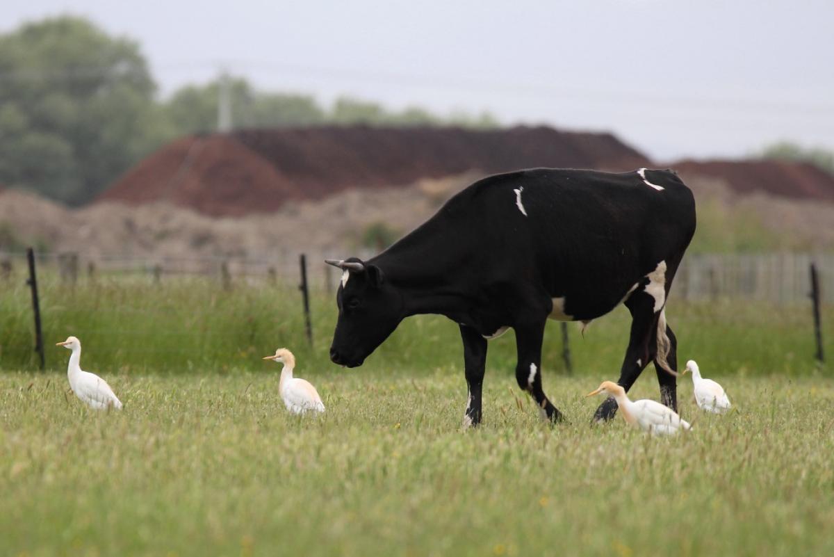 1200273Cattle Egrets With Cow.JPG